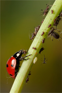 Ladybug attacking aphids
